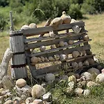 Lekdushi - Shehu