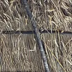 Lekdushi - Shehu * Tepelene